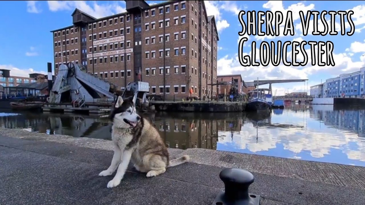 Sherpa the husky goes to Gloucester