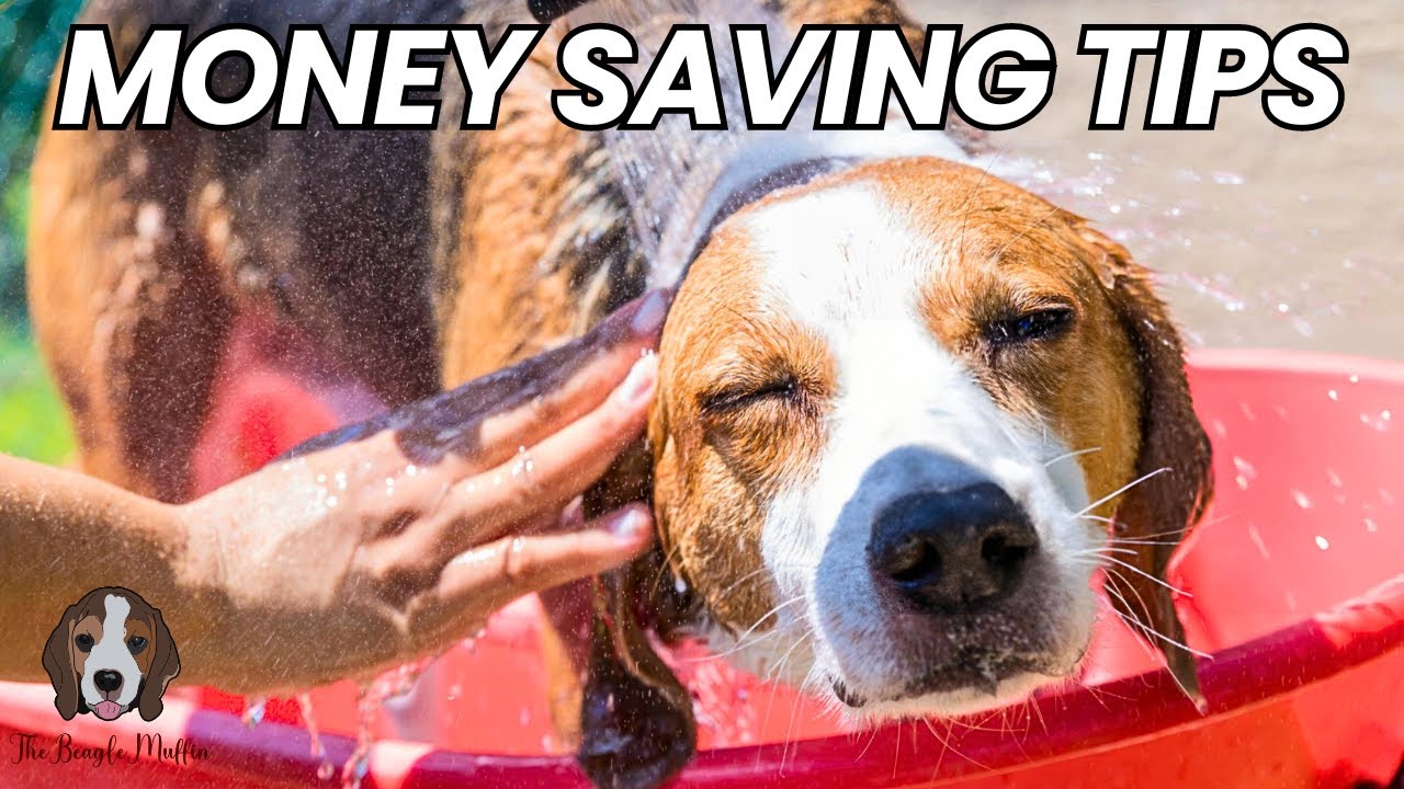 How Can I Save Money On Grooming?