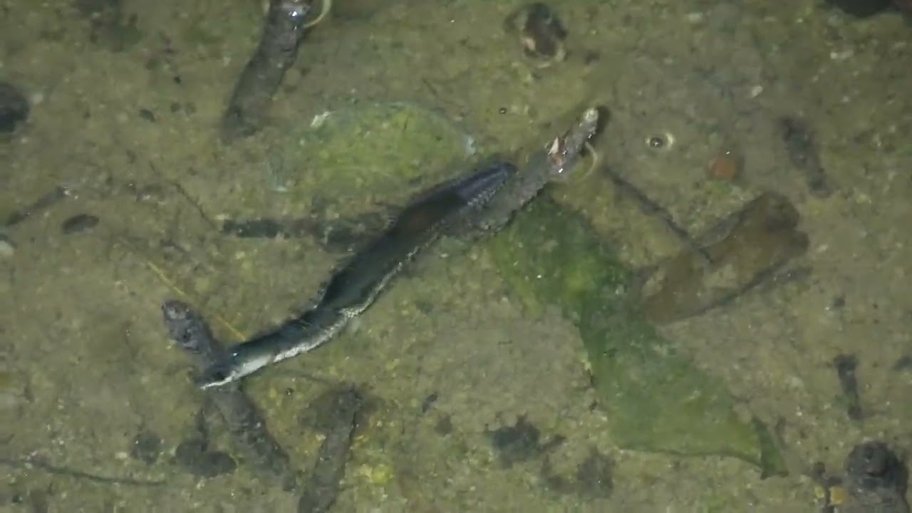 Mud-worm, Paraleonnates bolus