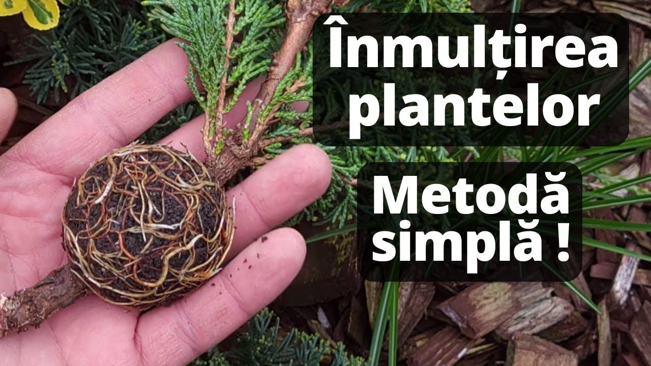 Cum inmultim plantele prin marcotaj aerian