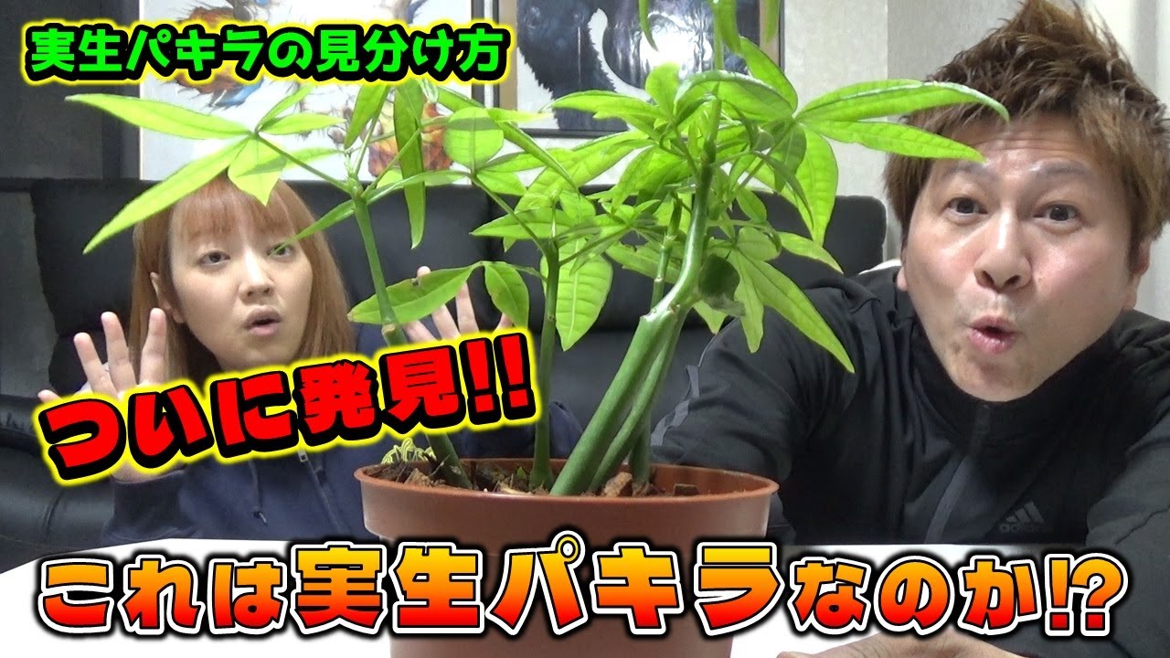 【観葉植物VLOG】 希少なパキラ発見か！？ 実生パキラの見分け方