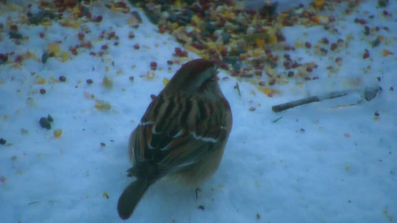 Ice Birds