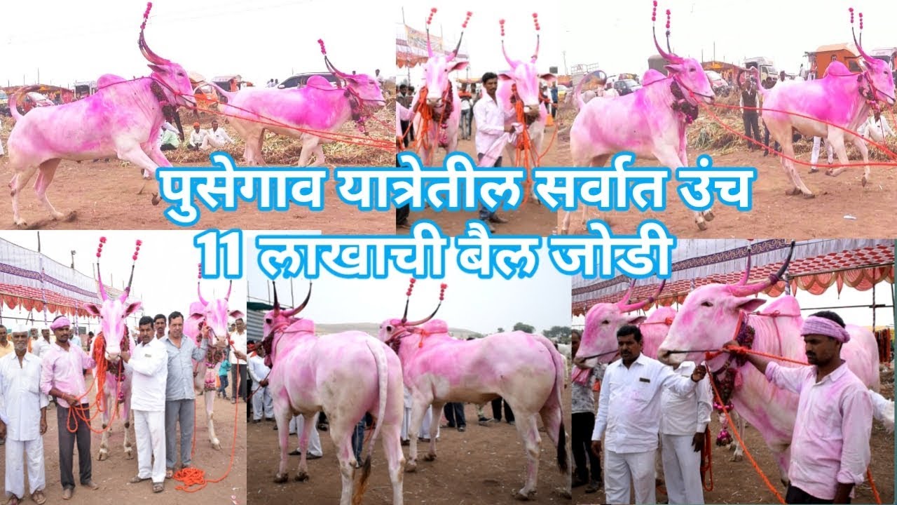 पुसेगाव यात्रा/11 लाखांची सर्जा व सोन्याची जातिवंत खिल्लार बैल जोडी. सर्वात उंच बैल जोडी.