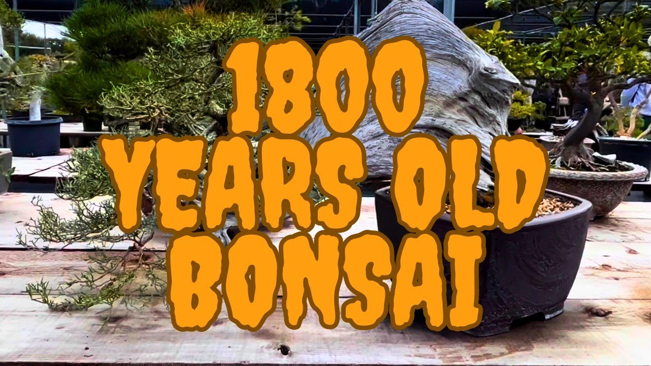 Exploring the Ancient Art: World's Oldest Bonsai Tree at Bonsai Exhibition