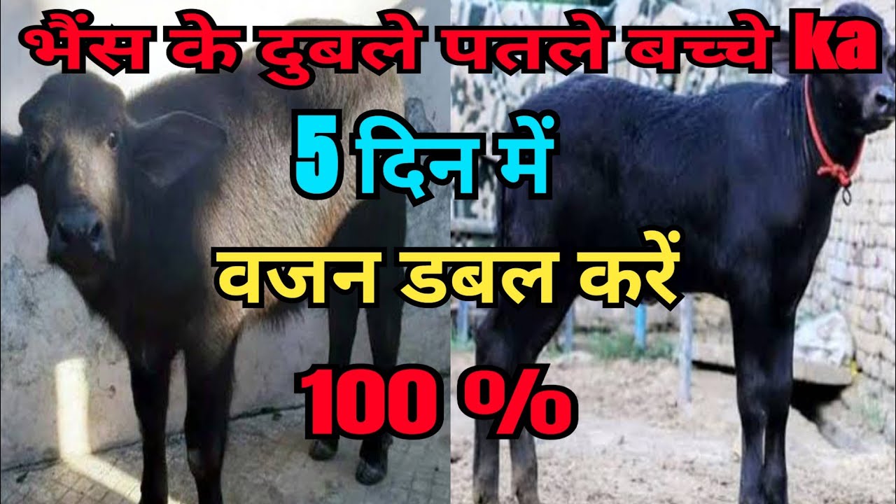 Cow Buffalo calf Ka Weight Gain Kaise kare || How to increase buffalo calf weight #calf # weight