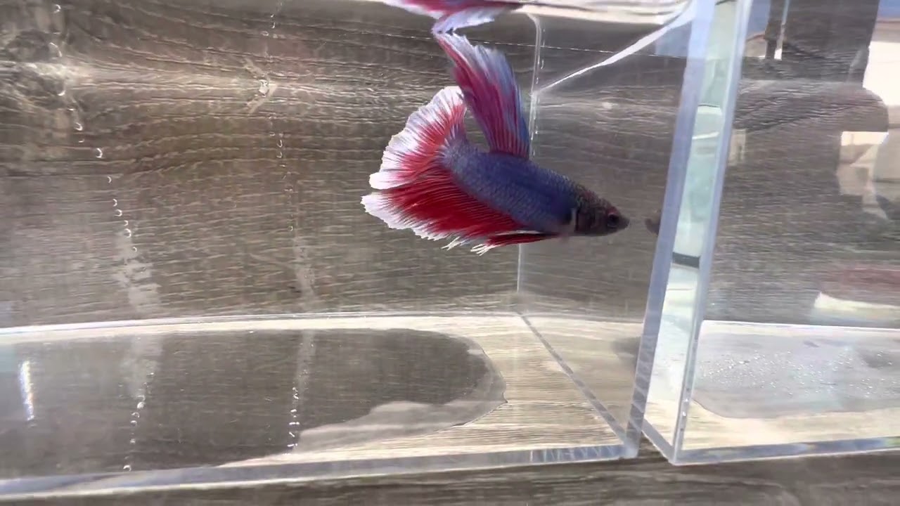 Betta HM f294