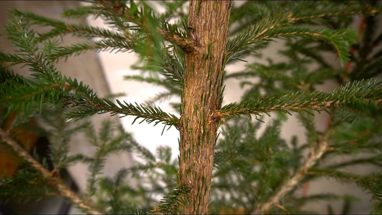 Småkryp i juletreet