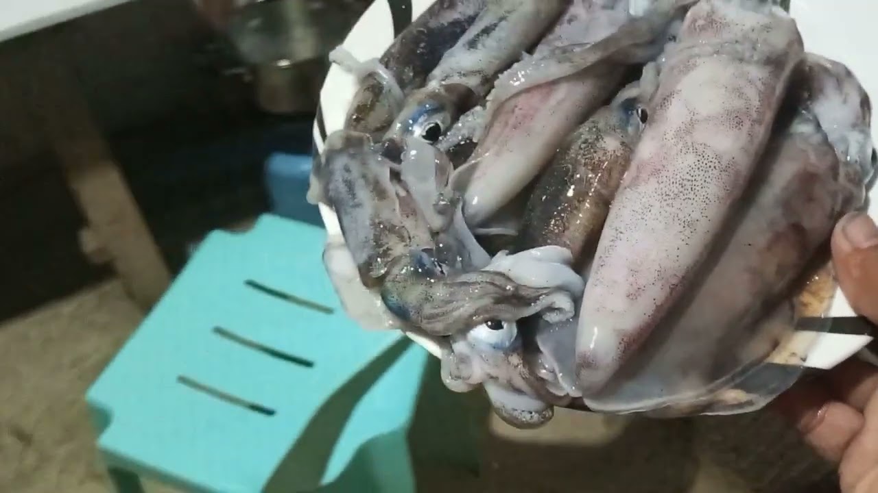 Binalikan ang mga nakawala kagabi na pusit lumot(pusit lumot adventure)