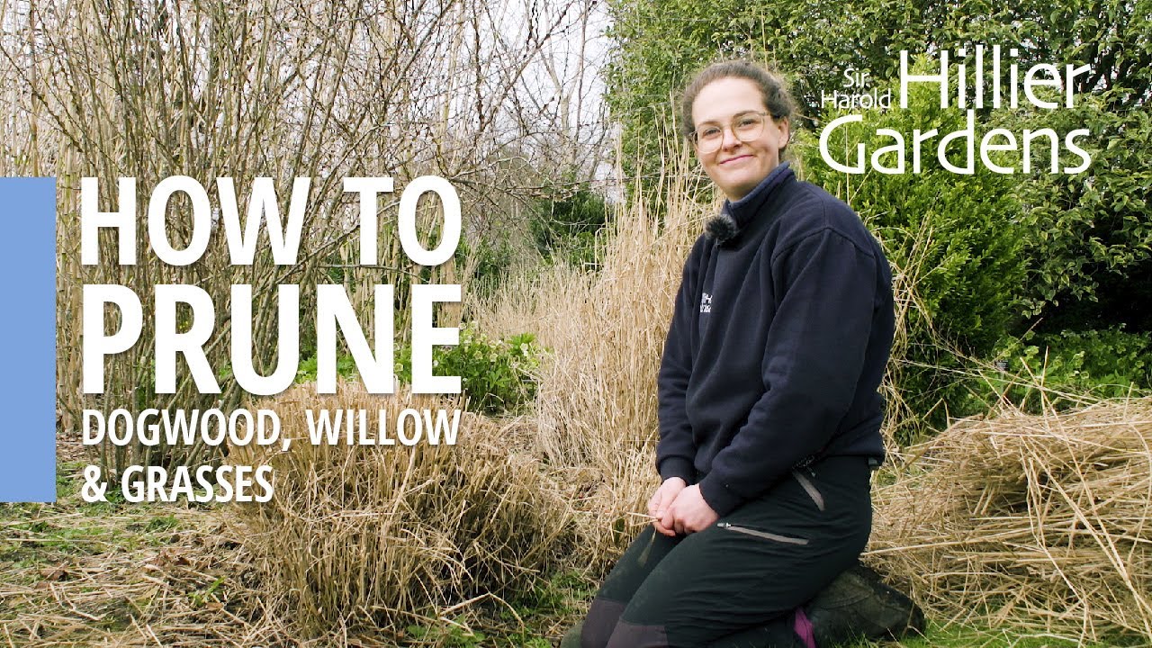 How to prune dogwood, willow and grasses | Sir Harold Hillier Gardens