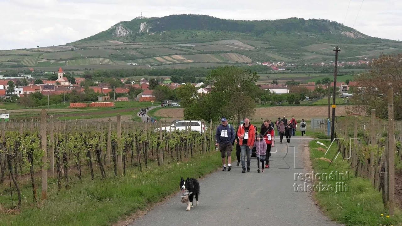 Co ochutnat Dunajovských kopcích? No přece Ryzlink vlašský