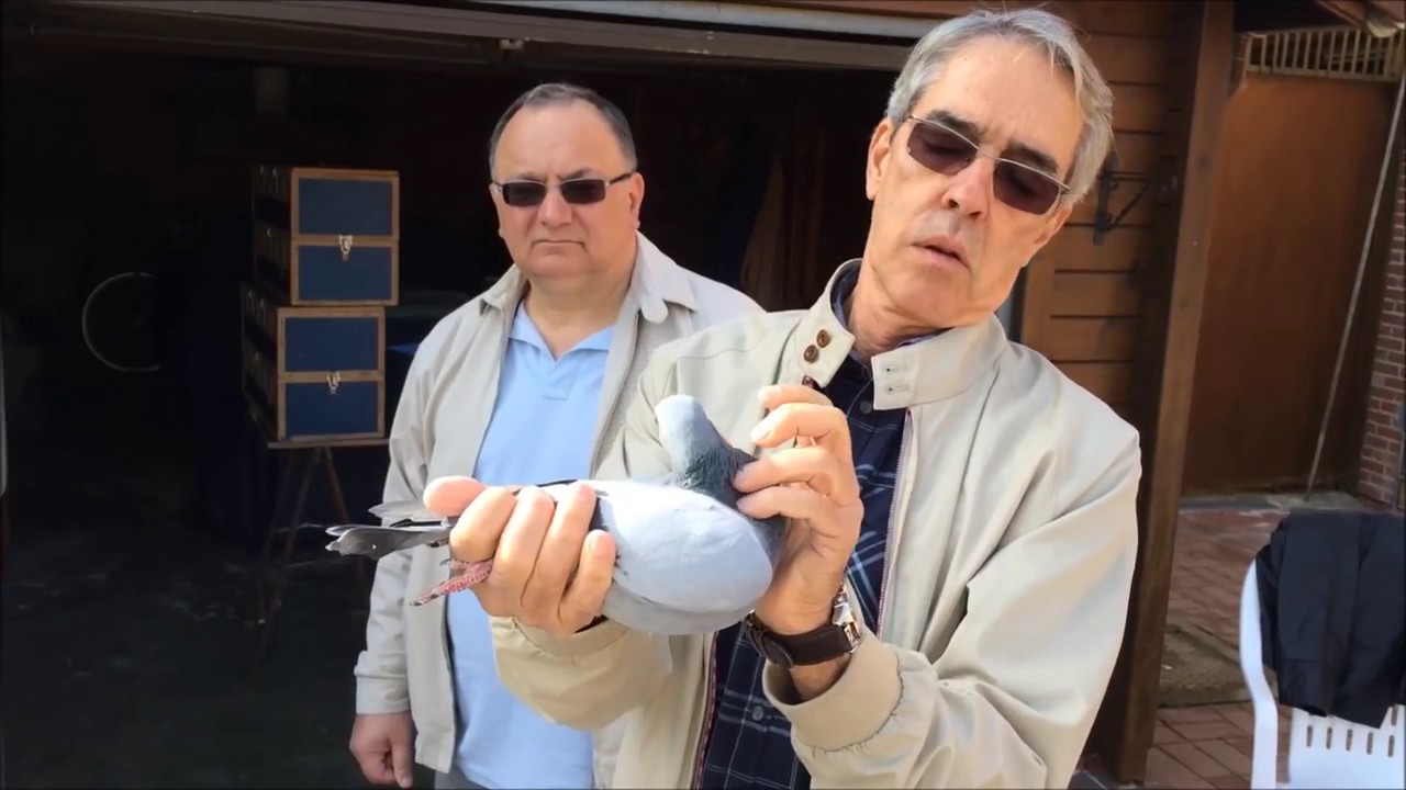 POMBAL  Roger Persoons  POMBO CORREIO