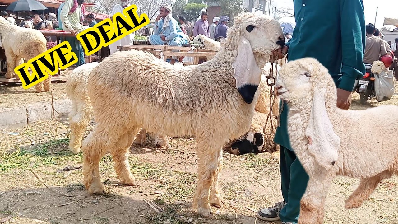 Wednesday Mandi update live deal kajle chhatre aur rajanpuri bakre Teddy bakre Sajjad Lahori shock