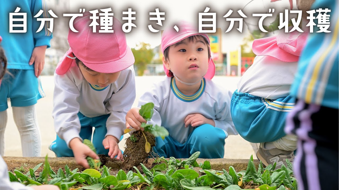【食育】自分で育てて自分で食べる！ ホウレンソウ収穫祭｜船橋市 栄光幼稚園