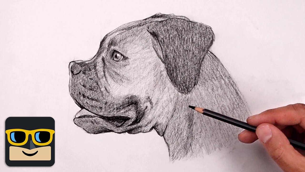How To Draw a Dog | Boxer Sketch Tutorial