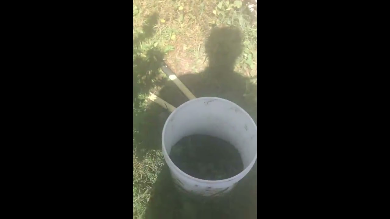 White Widow and AK47 outdoor marijuana
