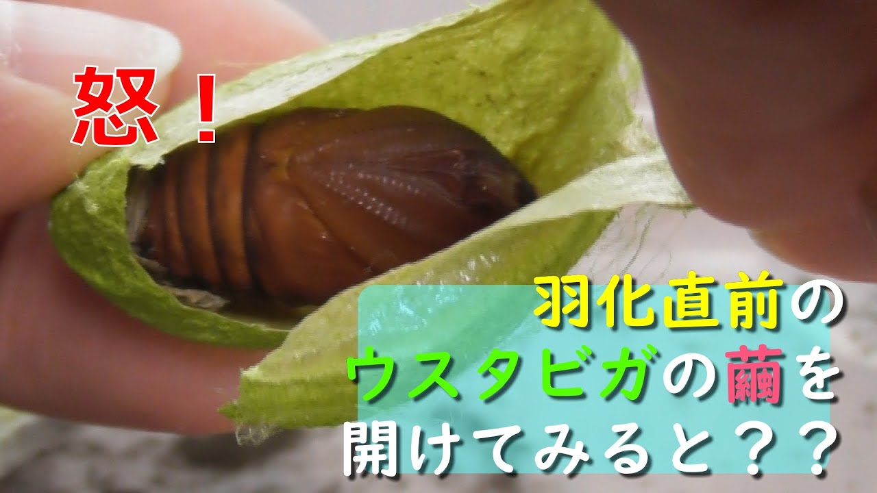 羽化直前のウスタビガの繭を開けてみると、、！！