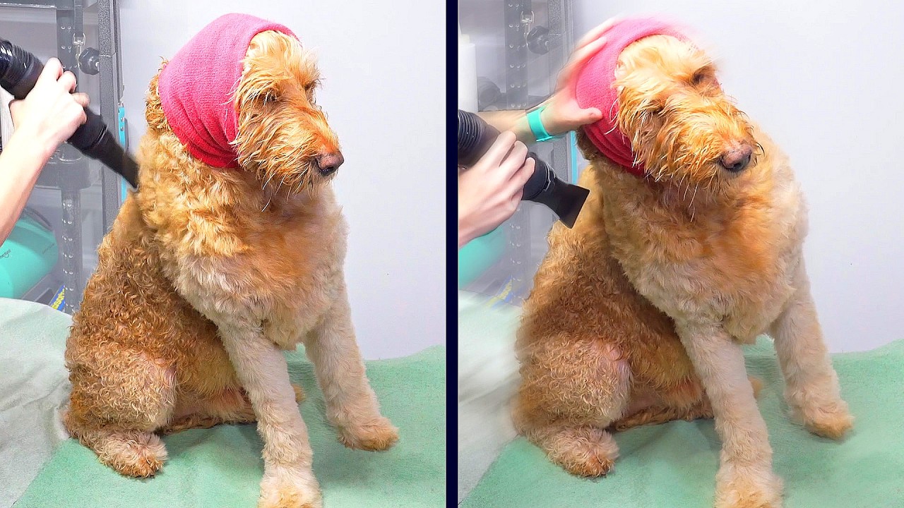 This dog kept falling asleep during his groom