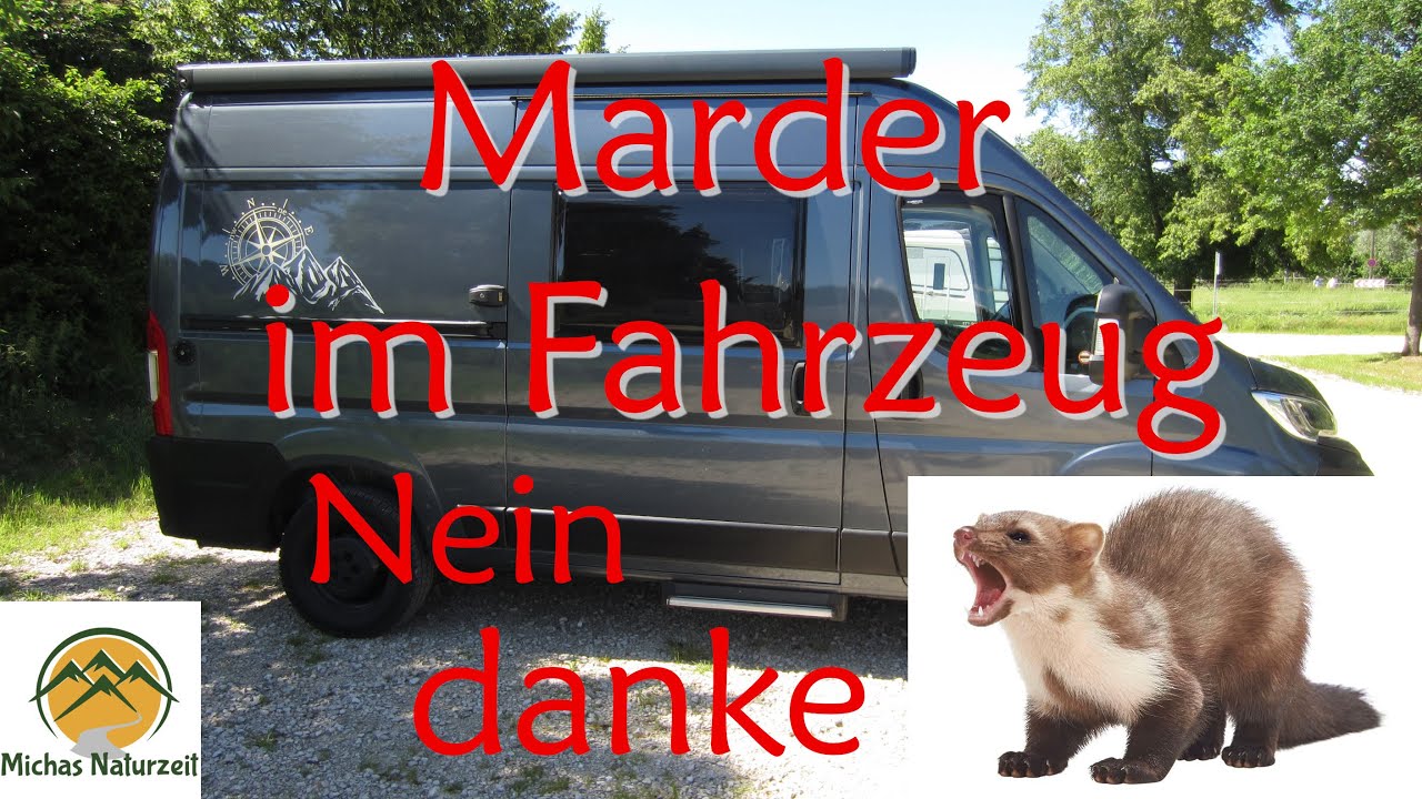 Marder im Fahrzeug   Nein Danke