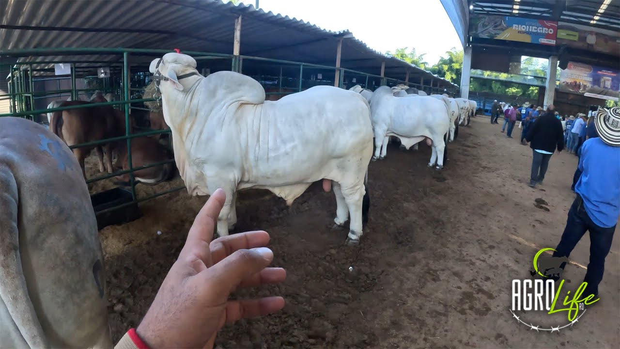 ¿¡QUE RAZA ES!? Y PORQUE CUESTA TANTO $$