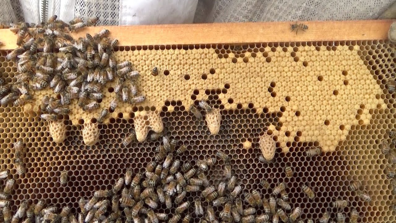 What happens to a beehive 7 days after placing a double screened dividing board between brood boxes.