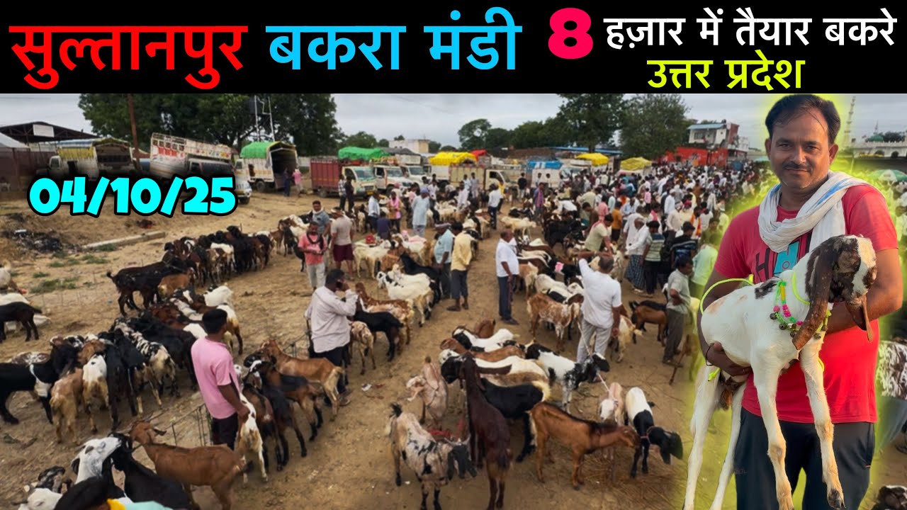 सस्ते बकरे सुल्तानपुर बकरा मंडी 04/10/25 Saturday Sultapur Bakra Mandi Uttar Pradesh | Ziya Vlogs