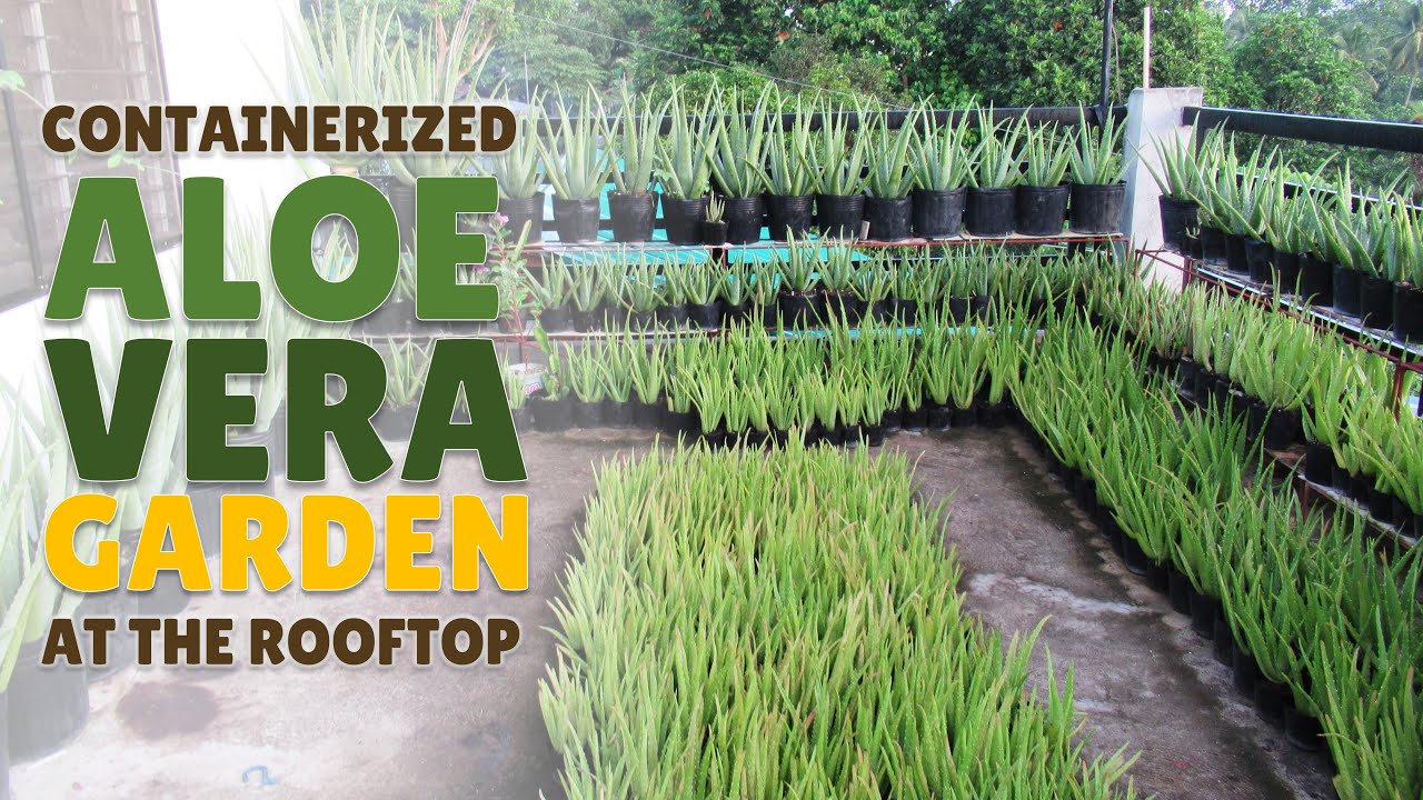 The Aloe Vera Garden at the Rooftop - August 2020