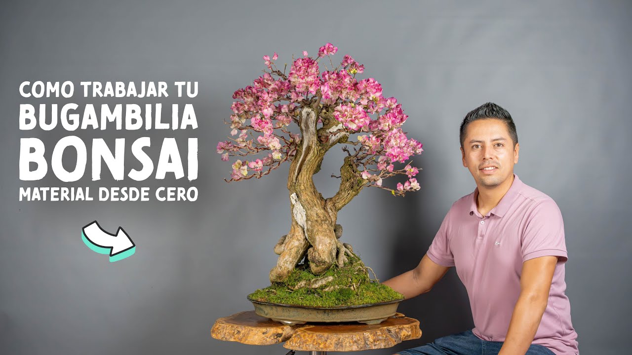 Como Trabajar tu Bugambilia (Veranera) Bonsai desde Cero