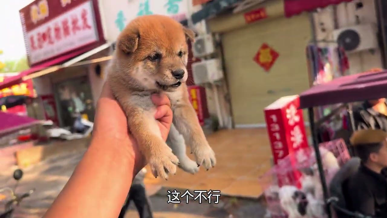 来喽，来喽！又是逛狗市的一天，帮新乡朋友拿下满意小豆柴