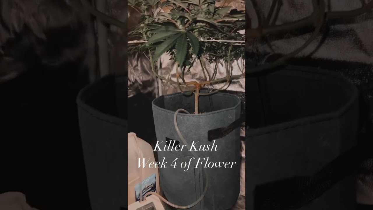 WHAT DOES WEED LOOK LIKE WEEK 4 OF FLOWER?