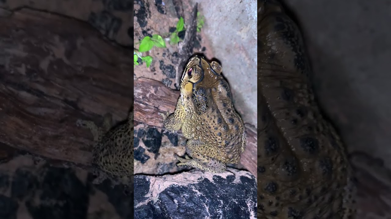 Asian Toad frog #virallife #rainfrog #animal #wildlife #viral #life #dailyvlog #shortsfeed  #toads