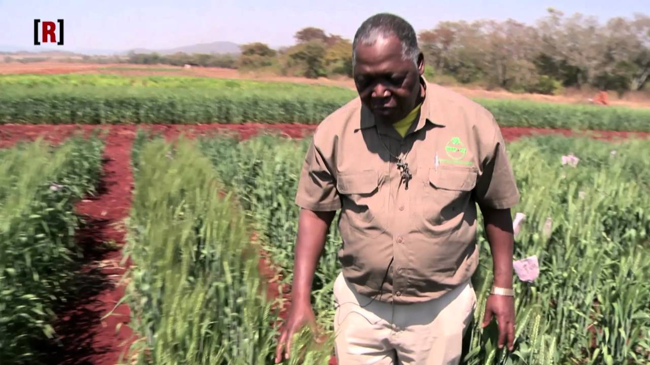 Emission REUSSITE / Canal + Afrique : Seed-Co, le champion des semences hybrides