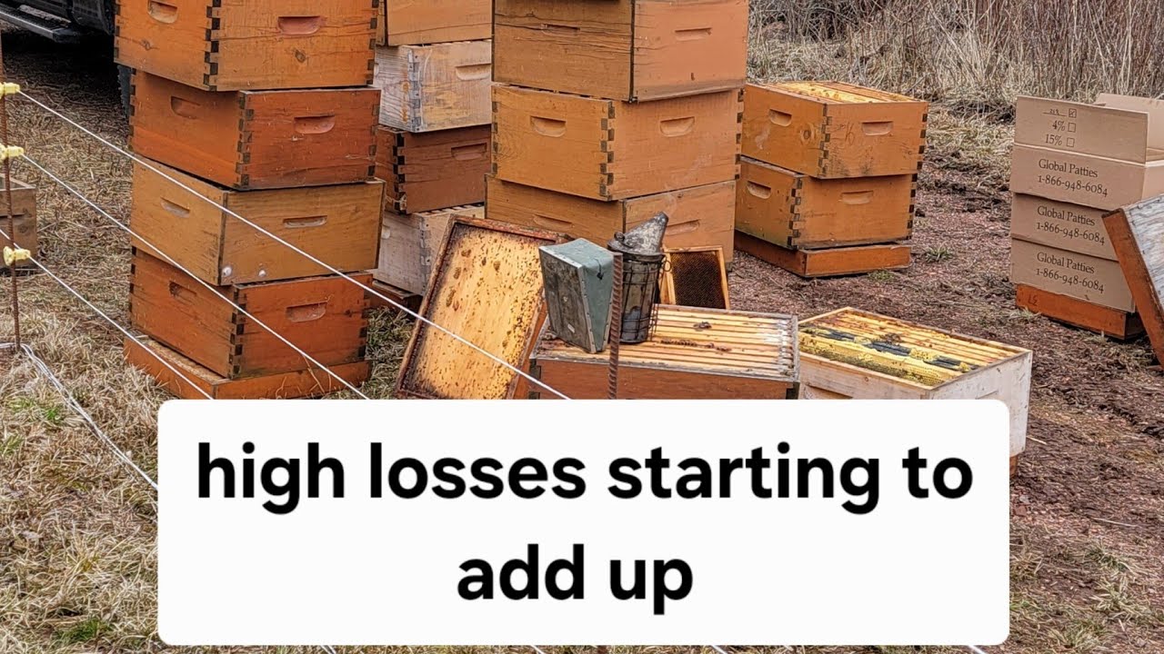 Growing a bee business in 2025 a week in review.
