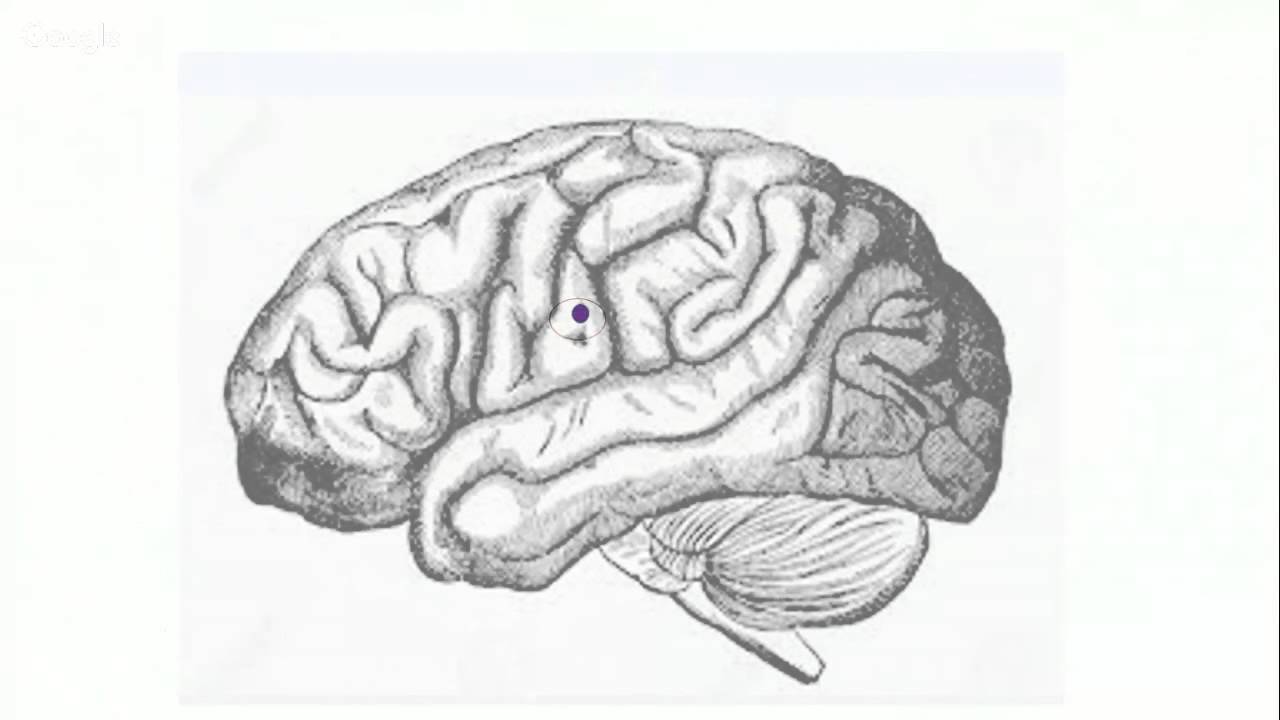 IM&Aacute;GENES CEREBRALES, M&Aacute;S QUE UN MAPA, SEMANA DEL CEREBRO 2016
