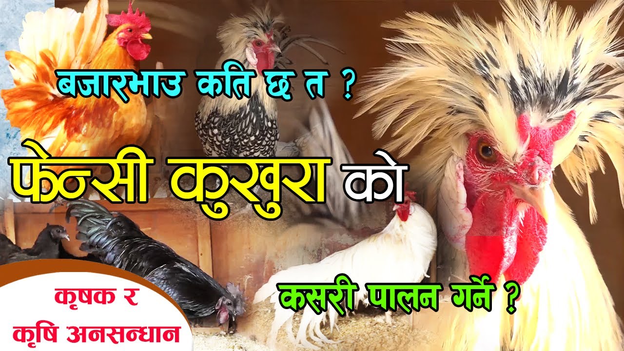फेन्सि कुखरापालन तर्फ मान्छेहरुको आकर्षण बढ्दो || Fancy Hen Farming Nepal