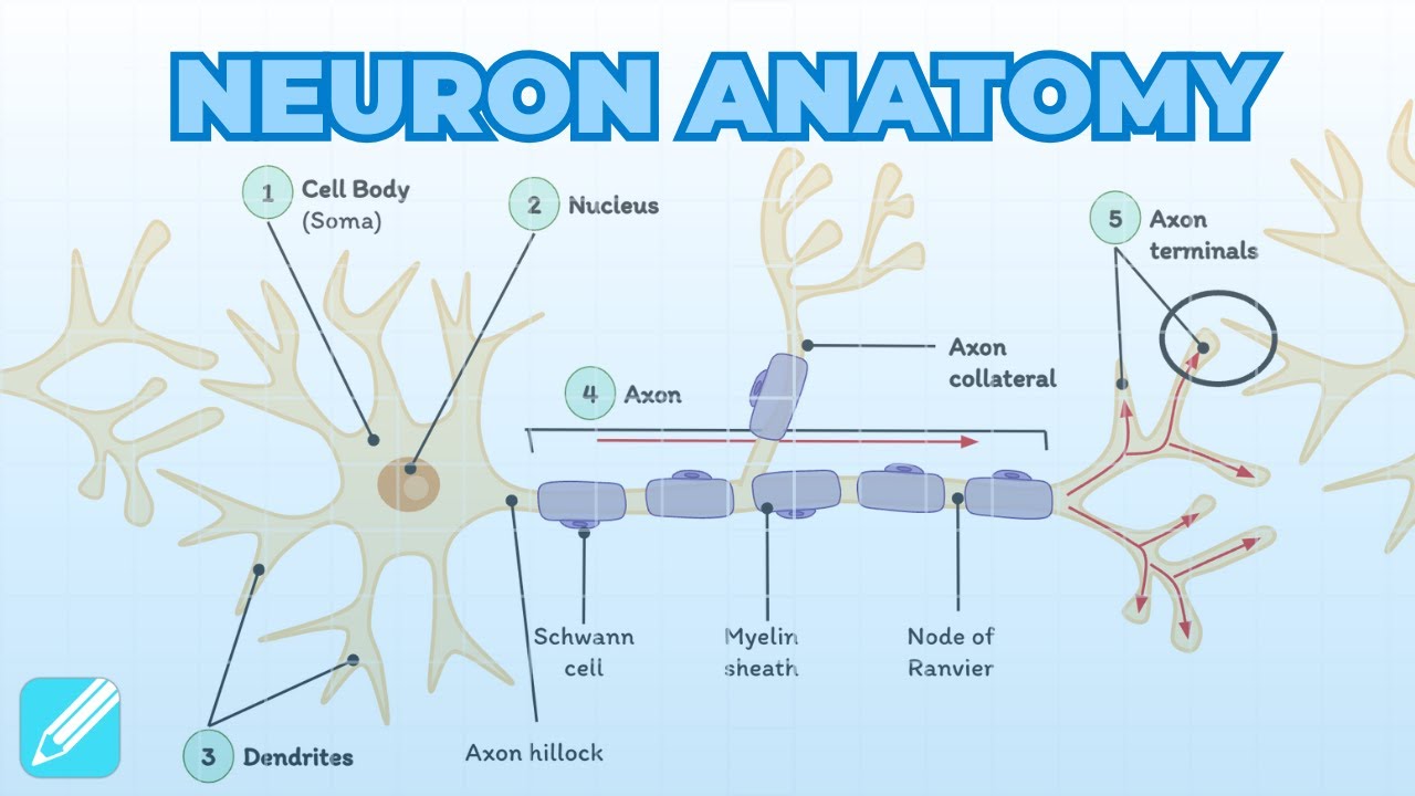 Neuron Anatomy & Function | Neurology