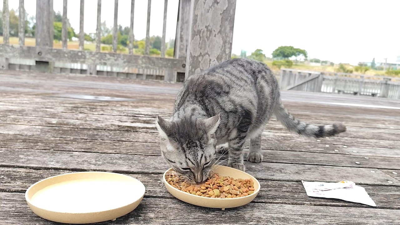 2025.12.19 猫巡り サバトラに美味しいカリカリと大好きなウェットフードを