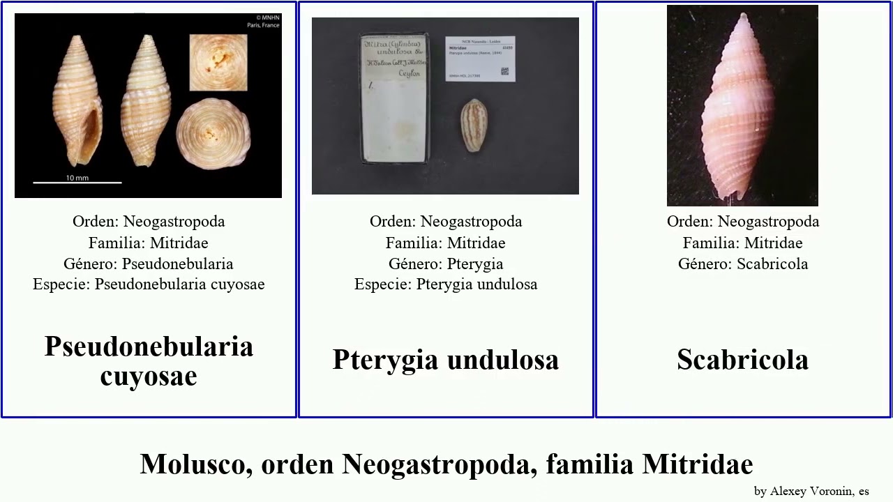 Molusco, orden Neogastropoda, familia Mitridae scabricola mitra subcancilla candida casta mollusca