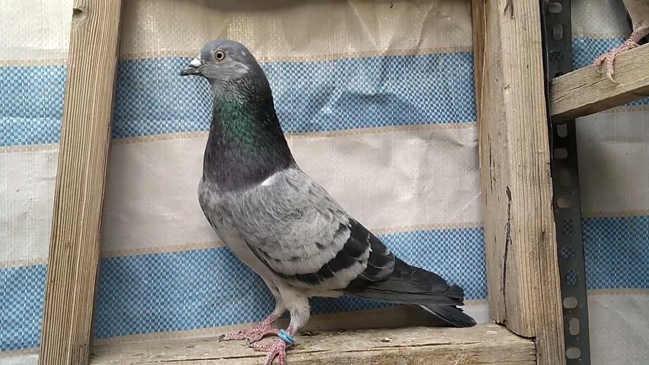 Welcome to the English Tipler Pigeon YouTube channel.