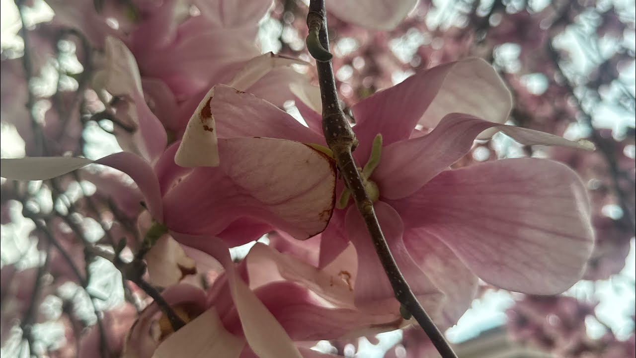 A Message from my Magnolia Tree 🌸@debbiebettendorf