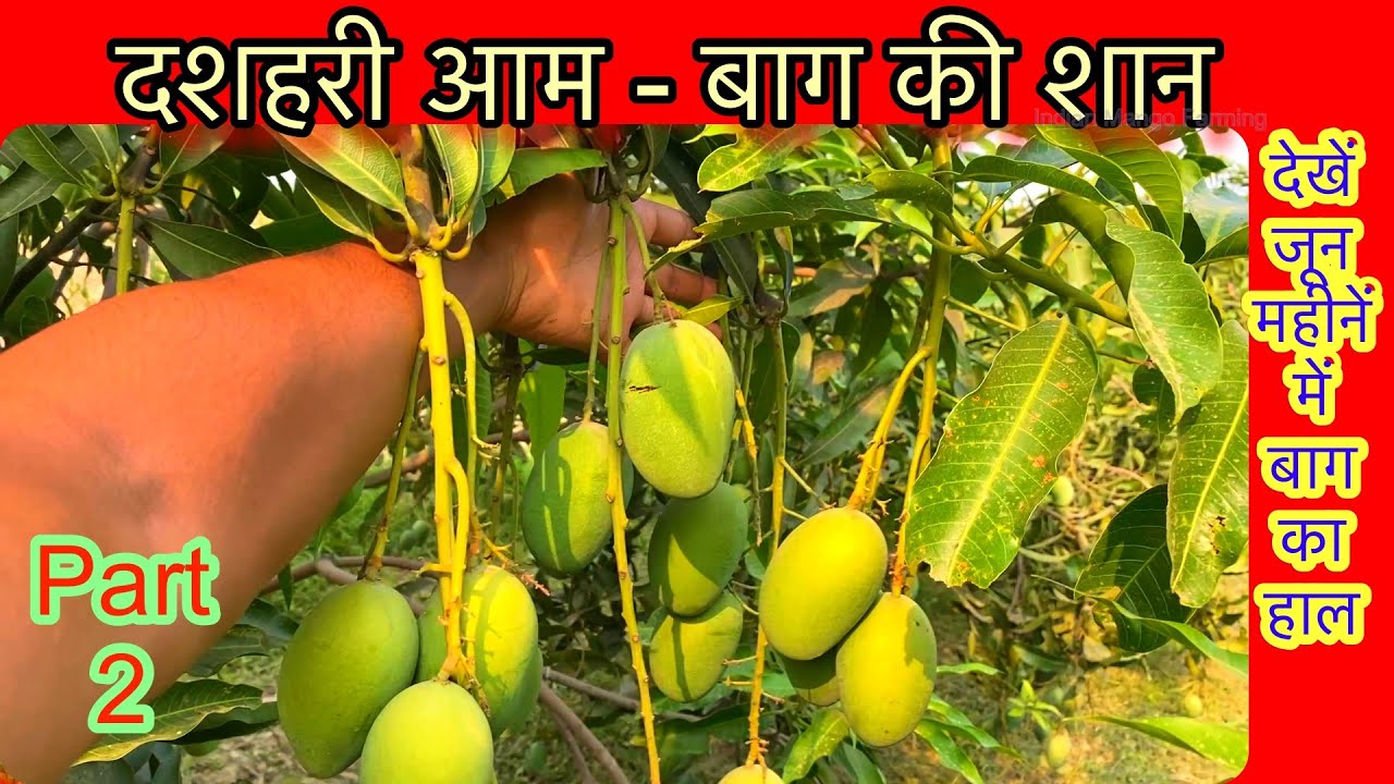 दशहरी आमों से सज गया आम का हाई डेंसिटी बाग