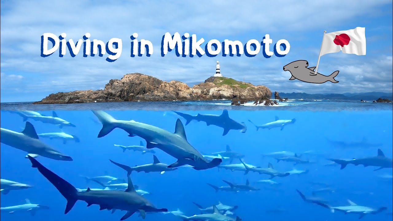 Hammerhead Shark Mikomoto IZU SHIZUOKA JAPAN