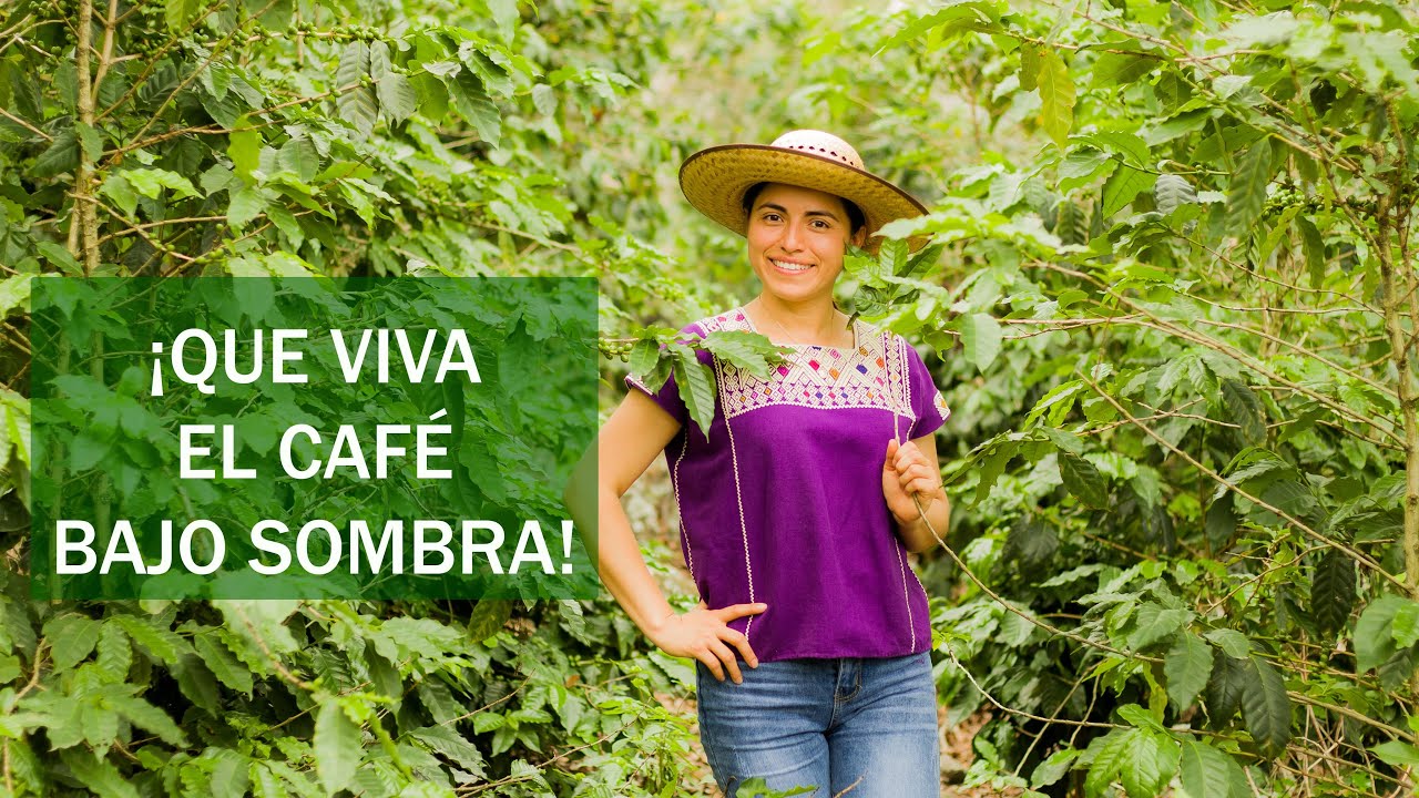 Café bajo sombra, el café de México