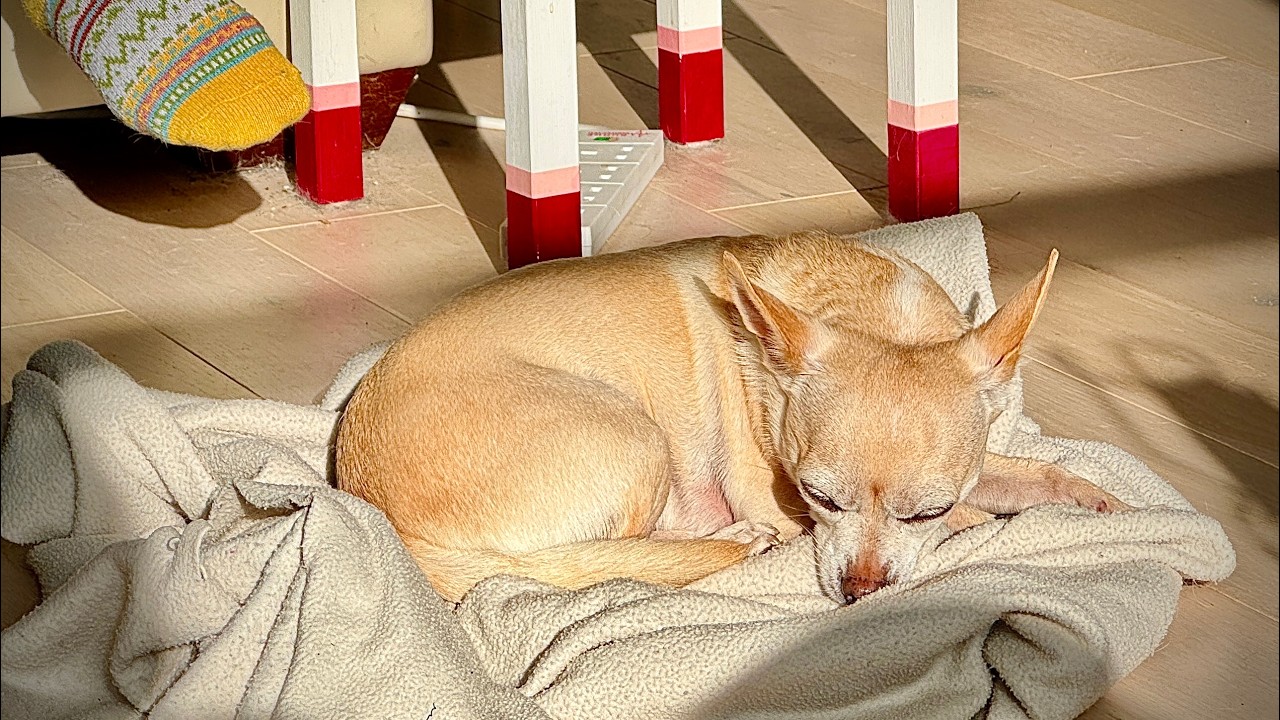 Separation Anxiety in Pet Dogs. Where to start?