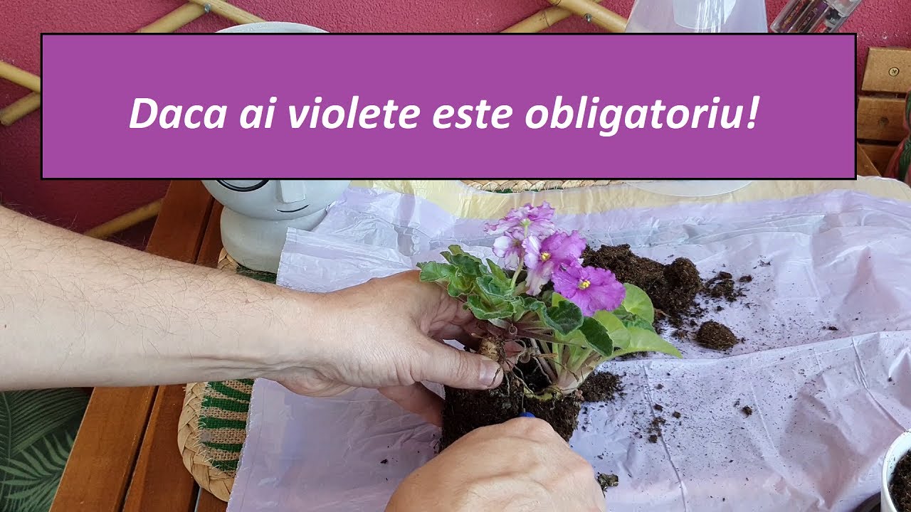 Daca ai violete este obligatoriu!