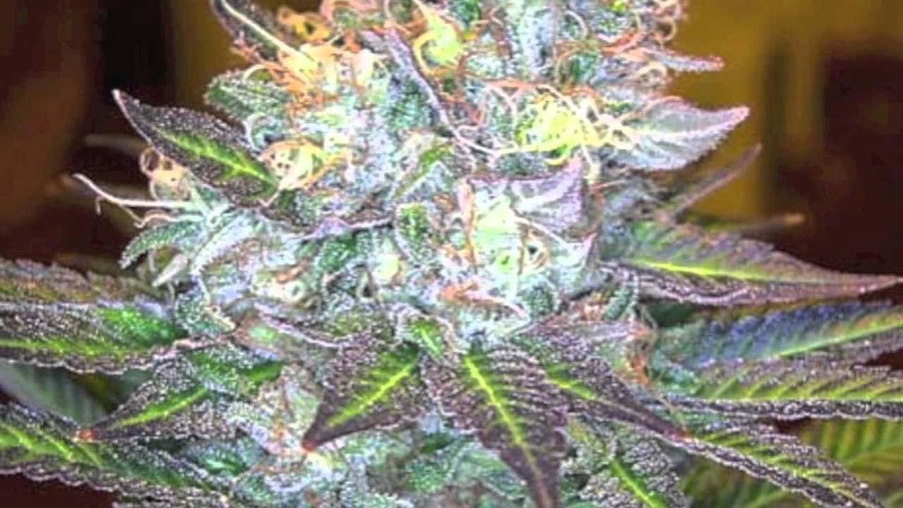 Stay Medicated