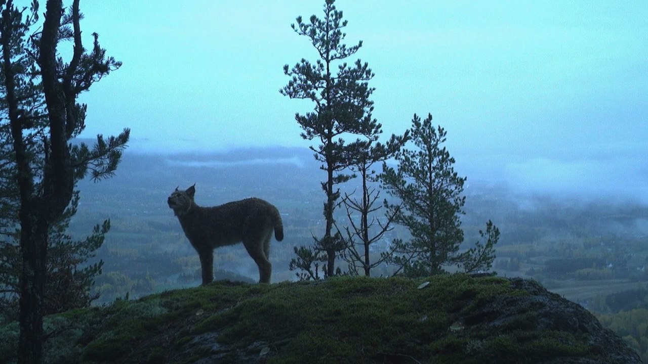 Gaupe p&aring; viltkamera