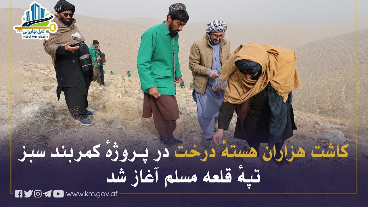 د زرغون کمربند اړوند د قلعه مسلم په تپه کې د زرګونو ونو د تخم کرلو چارې پیل شوې