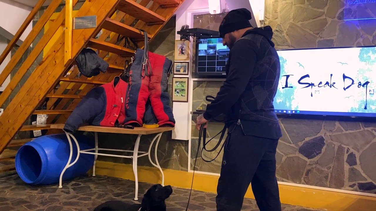 Bogdan Cristache doreste  sa devina Dresor de Caini
