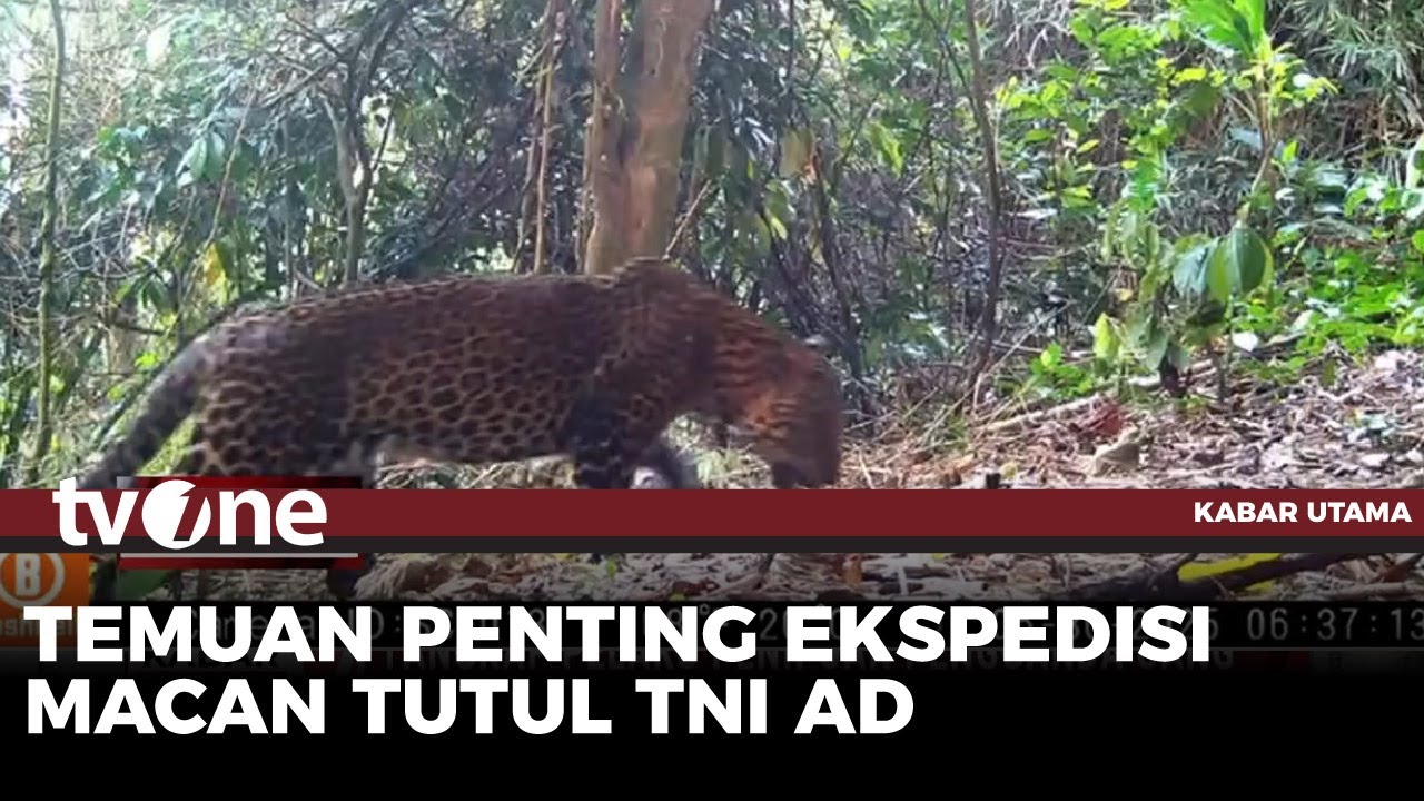 Ekspedisi Macan Tutul TNI AD Mencatatkan Hasil yang Memuaskan | Kabar Utama tvOne