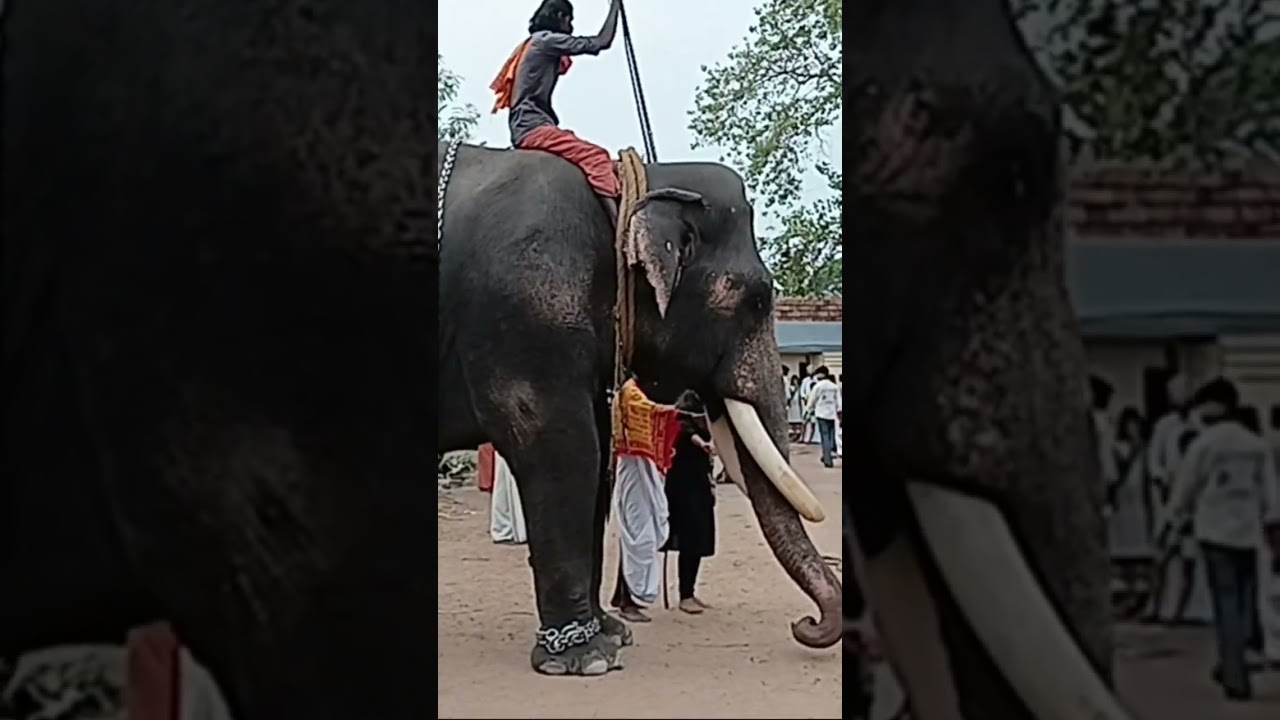 elephant #elephant #walkwithvaishna #anapremi #anapremikal #aanai #aana #hathi #hathiraja #travel